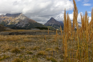 Close-up of grasses with mountains in autumn