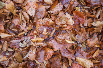 Wet fallen leaves on the ground at autumn
