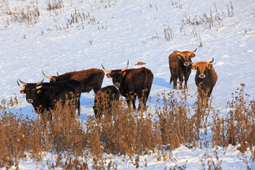 auerochsen herde wildlebend