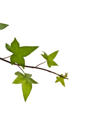 rama de enredadera aislada en fondo blanco