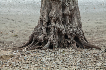 Old stumps
