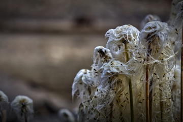 Fototapeta na wymiar damp scottish cotton grass or sheathed cottonsedge