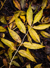 Yellow ash tree leaf on the ground during late autumn