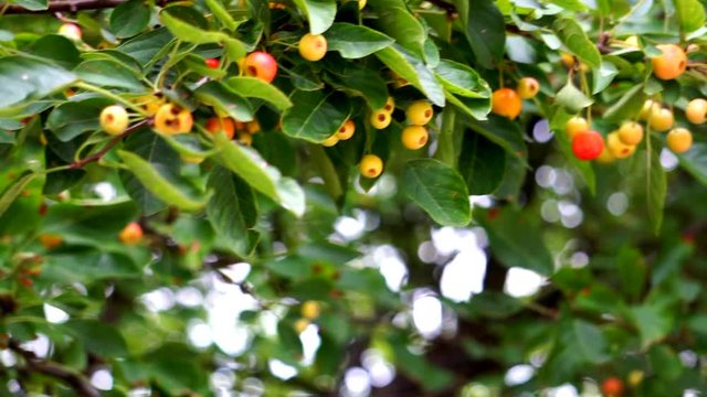 Cherry like fruit tree Christmas vibe spring colors