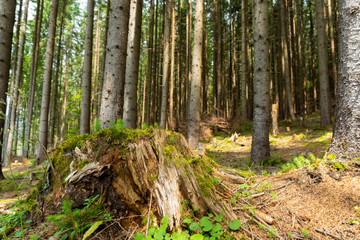 Wild nature in the pine forest in summer
