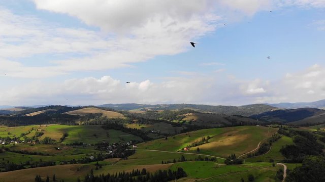 Lots of birds flying infront of drone.