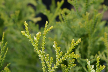 Japanese thuja