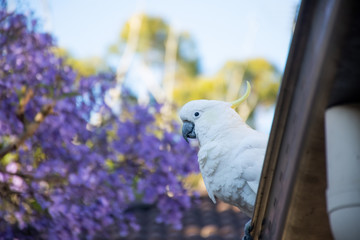 Sulphur-crested cockatoo seating on a roof near beautiful purple blooming jacaranda tree. Urban...