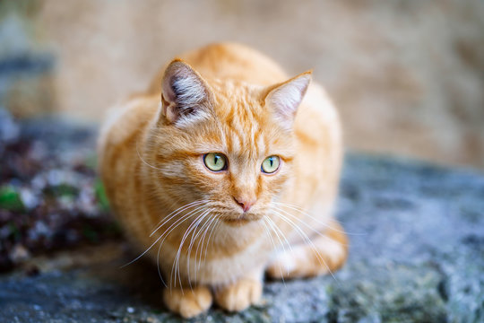 Yeux Verts Images Browse 1 199 Stock Photos Vectors And Video Adobe Stock