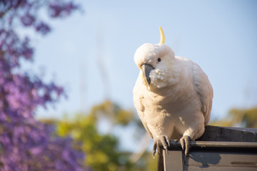 Sulphur-crested cockatoo seating on a roof near beautiful purple blooming jacaranda tree. Urban...