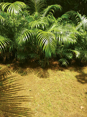Areca Palm trees in the garden with sunlight