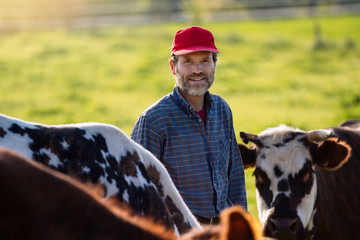 Farmer in his field caring for his herd of cows