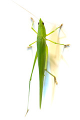 A conehead grasshopper isolated on white background