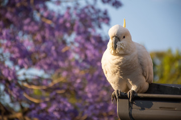 Sulphur-crested cockatoo seating on a roof near beautiful purple blooming jacaranda tree. Urban...