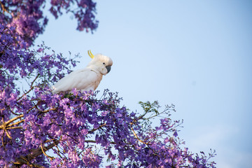 Sulphur-crested cockatoo seating on a beautiful blooming jacaranda tree. Urban wildlife. Australian...