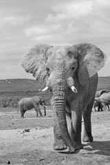 Alter Elefant im Addo 340