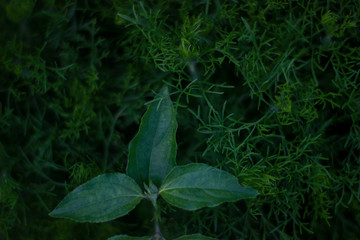 Creative layout made of green leaf. Flat lay.