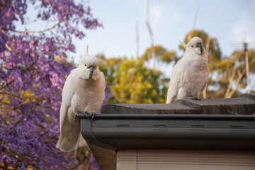 Sulphur-crested cockatoo seating on a roof near beautiful purple blooming jacaranda tree. Urban...