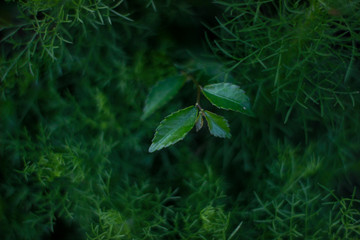 Fototapeta na wymiar Creative layout made of green leaf. Flat lay.