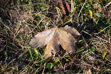 leaves in hoarfrost at dawn after the first frost