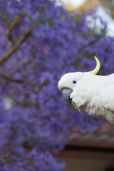 Sulphur-crested cockatoo seating on a roof near beautiful purple blooming jacaranda tree. Urban...