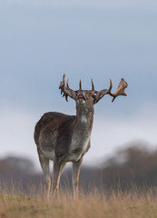 fallow deer in the autumn