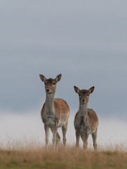 fallow deer in the autumn