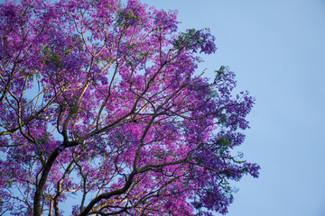 Jacaranda tree in a full bloom with beautiful purple flowers on a blue sky background. Empty space...
