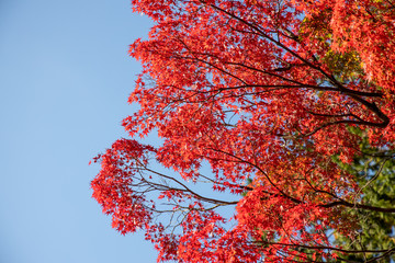 京都ぶらり、真如堂でイロハモミジや秋色葉っぱ