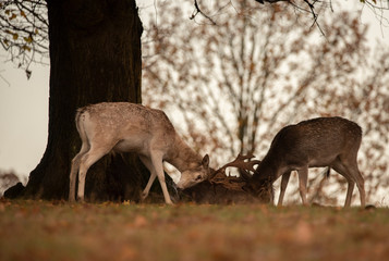 fallow deer in the autumn