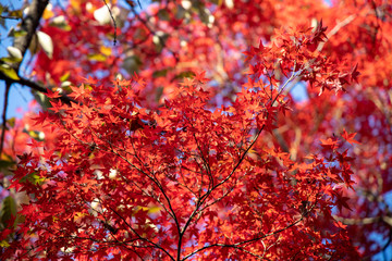 京都ぶらり、真如堂でイロハモミジや秋色葉っぱ
