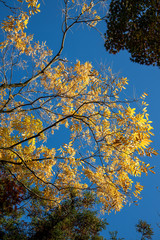 京都ぶらり、真如堂でイロハモミジや秋色葉っぱ