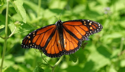 Monarch resting