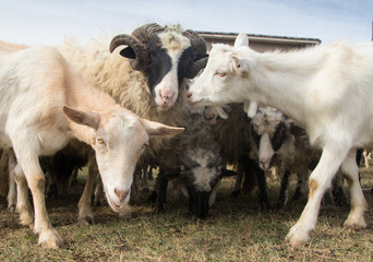 Obraz na płótnie Canvas Herd of livestock sheep and goats