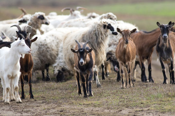 Herd of  livestock sheep and goats on the pasture