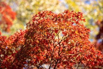 京都ぶらり、真如堂でイロハモミジや秋色葉っぱ