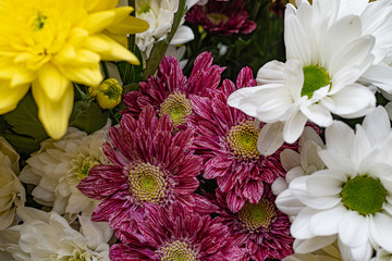 Chrysanthemums of different colors, beautiful and bright. Background of beautiful flowers.