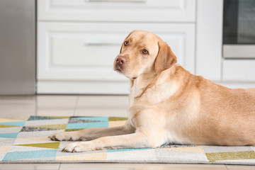 Portrait of adorable dog in kitchen