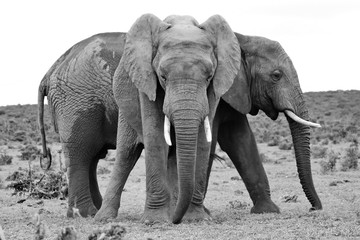 Fototapeta na wymiar Elefanten Pause 44