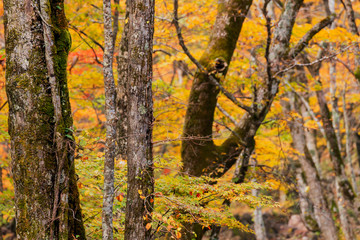 191028せせらぎ紅葉G012