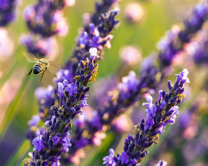 Lavander field in France