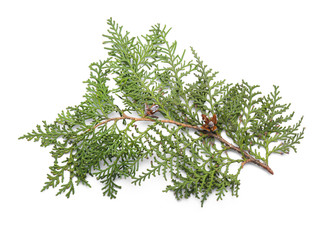 Beautiful coniferous tree branch on white background