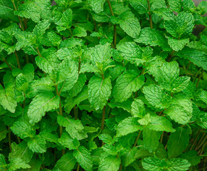 Green mint leaves in vegetable plots, background