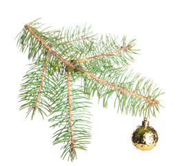 Beautiful fir tree branch with Christmas decor on white background
