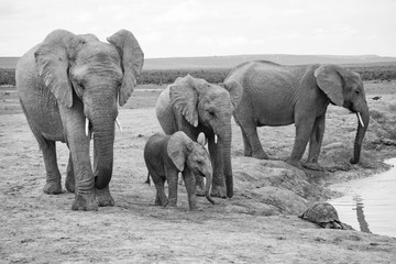 Elefantenfamilie und Schildkröte 548