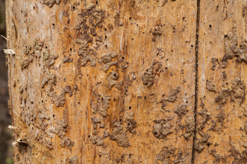 Tree trunk