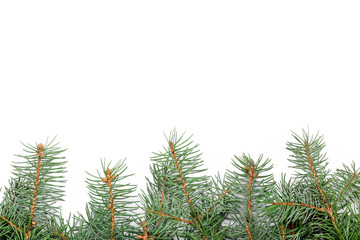 Beautiful fir tree branches on white background