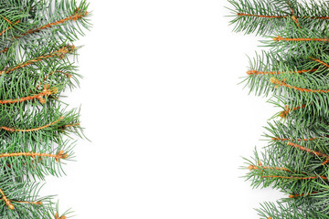 Beautiful fir tree branches on white background