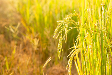 Rice in field conversion test at North Thailand,rice yellow color and copy space