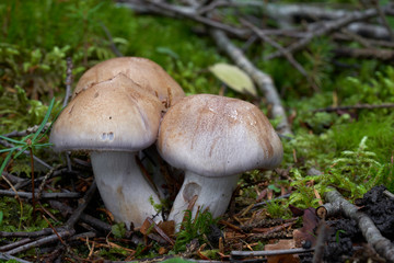 Inedible mushroom Cortinarius variicolor in the wet spruce forest. Mushroom with violet brown cap and clubbed stem in the moss. Autumn time in the forest.